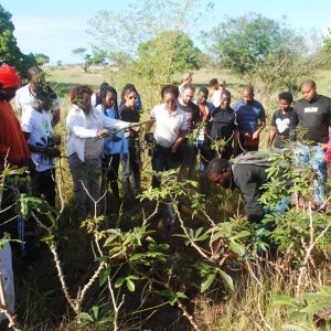 O 3º dia do Seminário Internacional ASSAMBA foi no dia 18 de Outubro. A Vice-Presidente da ASSAMBA e pesquisadora do Instituto Nacional de Investigação Agrária de Moçambique Esperança Chamba e sua colega Horácia partilharam muito conhecimento sobre características fisiológicas do bambu e técnicas para a sua propagação, cultivo e maneio.